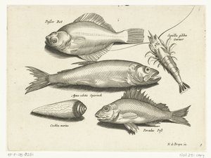 Butt, Garnele, Stint und Barsch (Libelivs varia Genera piscium complectens) von Anonymous