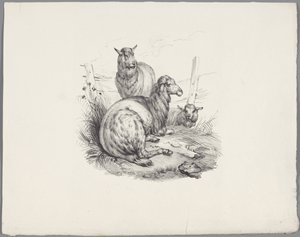 Drei Schafe bei einem Zaun (Sechs kleine Tierstudien)