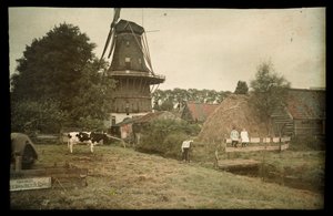 Landschaftsszene mit Windmühle, angebundenem Kuh und posierenden Kindern, Niederlande