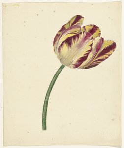 Gelb-rote Tulpe