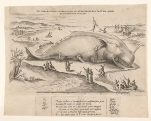 Gestrandeter Wal bei Antwerpen, 1577