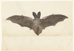 Großohrfledermaus, Lombard-Album (Serientitel)