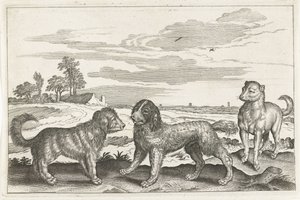 Hunde