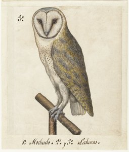 Schleiereule (Lombard Album) von Anonymous