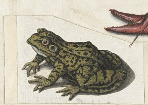 Frosch (Lombard Album) von Anonymous