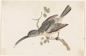 Kolibri auf einem Ast nach links