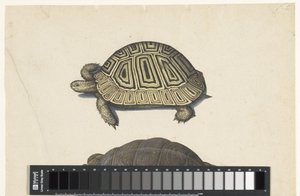 Landschildkröte