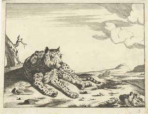 Liegender Leopard, von vorne gesehen, die Pfoten nach rechts