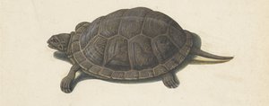 Sumpfschildkröte (Lombard Album)