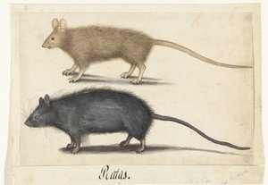 Maus und Ratte