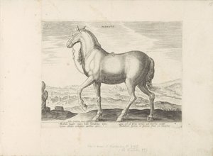 Paard uit Albanië von Anonymous