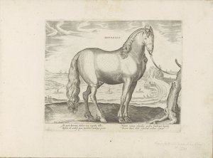 Pferd aus der Bretagne (Britannus) von Anonymous