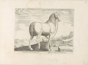 Pferd aus Korsika von Anonymous