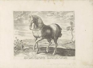 Pferd aus Geldern (Serie: Pferderassen aus den königlichen Ställen von Don Juan von Österreich) von Anonymous