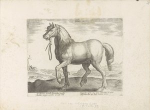 Pferd aus Jülich von Anonymous