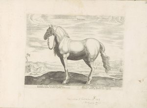 Pferd aus Norditalien von Anonymous