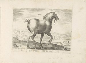 Pferd aus Sachsen (Pferderassen aus den königlichen Ställen von Don Juan von Österreich) von Anonymous