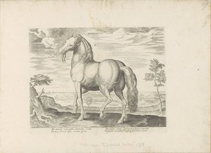 Pferd aus Sardinien von Anonymous