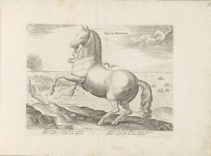 Pferd aus Spanien von Anonymous