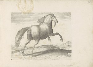 Pferd aus Spanien von Anonymous
