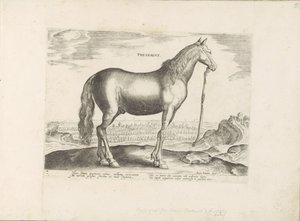 Pferd aus Thessalien von Anonymous