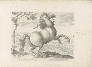 Pferd aus der Toskana (Equile, in quo omnis generis generosissi: morum equorum ex varijs orbis partibus insignis delectus) von Anonymous