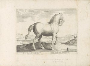 Pferd aus Flandern (Serie: Pferderassen aus den königlichen Ställen von Don Juan von Österreich) von Anonymous