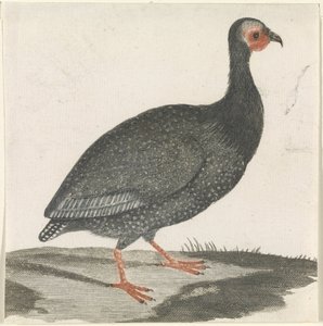 Perlhuhn