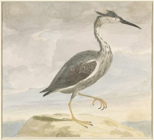 Reiher von Anonymous