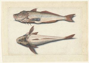 Roter Knurrhahn (Lombard Album)