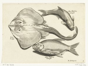 Rochen, Brassen und Weißfisch von Anonymous
