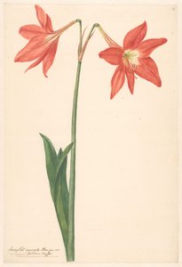 Zweig von roter Amaryllis