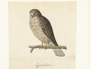 Turmfalke von Anonymous