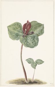 Trillium von Anonymous