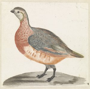 Rebhuhn