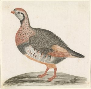 Rebhuhn
