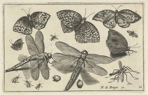 Schmetterlinge und Libellen