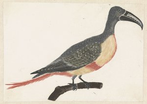 Vogel mit langem gebogenem Schnabel auf einem Ast nach rechts von Anonymous