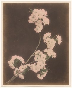 Weiße Lilien