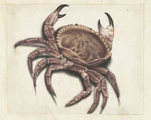 Seekrabbe von Anonymous