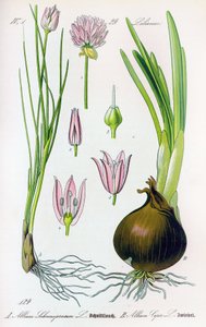 Botanische Tafel: Allium schoenoprasum (Schnittlauch) und Allium cepa (Zwiebel). Tafel 29. Private Sammlung
