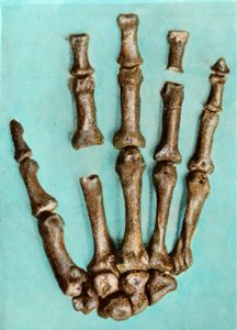 Rechte Hand eines Frauenskeletts von der prähistorischen Stätte Ferrassie in der Dordogne aus dem Mittelpaläolithikum. Gravur von Anonymous Anonymous