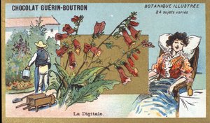 Der Finger. Gravur (Chromo). Werbechromolithographie für Guerin-Boutron-Schokoladen, Ende des 19. Jahrhunderts. Illustrierte Botanische Serie. von Anonymous Anonymous