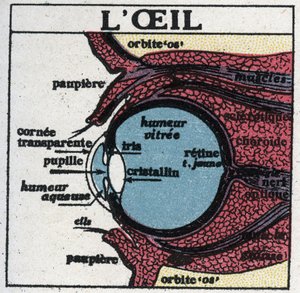 Das Auge: Querschnitt eines menschlichen Auges. Anonyme Illustration von 1925. Private Sammlung. von Anonymous Anonymous