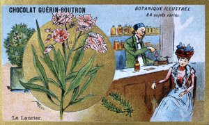 Der Lorbeer. Gravur (Chromo). Werbechromolithographie für Guerin-Boutron-Schokoladen, Ende des 19. Jahrhunderts. Illustrierte botanische Serie von Anonymous Anonymous