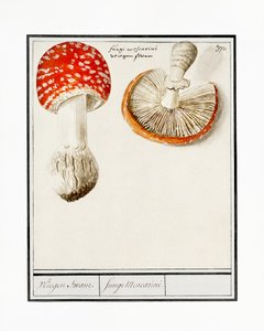 Fliegenpilz, Amanita muscaria
