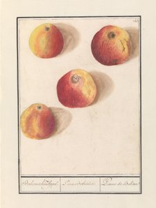 Böhmischer Apfel von Anselmus Boëtius de Boodt