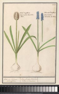Blaue und weiße Traubenhyazinthen von Anselmus Boëtius de Boodt