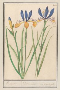 Blaugelbe Schwertlilie (Iris sibirica)