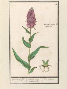 Brede Orchis (Dactylorhiza majalis) von Anselmus Boëtius de Boodt